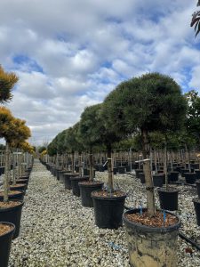 Sosna zwyczajna - Pinus sylvestris - 150 cm