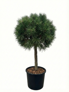 Sosna zwyczajna - Pinus sylvestris - 150 cm