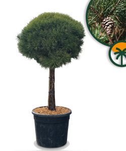 Sosna zwyczajna - Pinus sylvestris - 170 cm