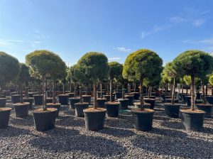 Sosna zwyczajna - Pinus sylvestris - 170 cm