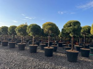 Sosna zwyczajna - Pinus sylvestris - 170 cm