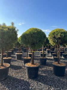 Sosna zwyczajna - Pinus sylvestris - 170 cm