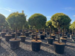 Sosna zwyczajna - Pinus sylvestris - 170 cm