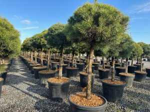 Sosna zwyczajna - Pinus sylvestris - 170 cm