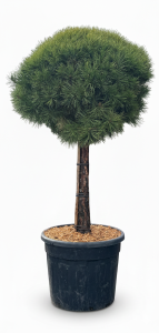Sosna zwyczajna - Pinus sylvestris - 170 cm