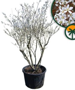 Amelanchier lamarckii - Wielopniowy XXL - 250 cm