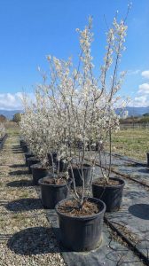Amelanchier lamarckii - Wielopniowy XXL - 250 cm