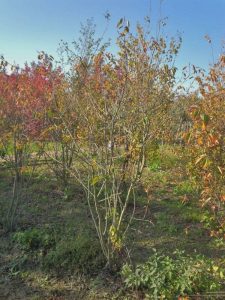 Amelanchier lamarckii - Wielopniowy XXL - 250 cm