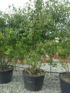 Amelanchier lamarckii - Wielopniowy XXL - 250 cm