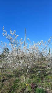 Amelanchier lamarckii - Wielopniowy XXL - 250 cm