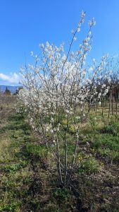 Amelanchier lamarckii - Wielopniowy XXL - 250 cm
