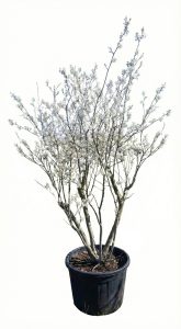 Amelanchier lamarckii - Wielopniowy XXL - 250 cm
