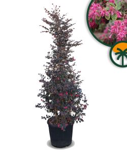Kalinolistek chiński - Loropetalum chinense Rubrum - 200 cm