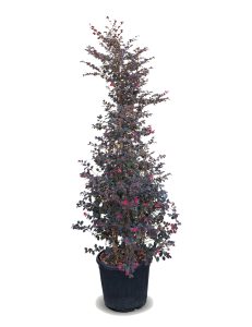Kalinolistek chiński - Loropetalum chinense Rubrum - 200 cm