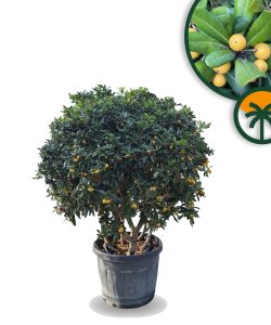 Wawrzynek australijski - Pittosporum tobira - Wielopniowy - 160 cm