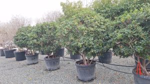 Wawrzynek australijski - Pittosporum tobira - Wielopniowy - 160 cm