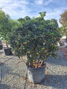 Wawrzynek australijski - Pittosporum tobira - Wielopniowy - 160 cm