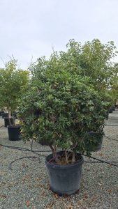 Wawrzynek australijski - Pittosporum tobira - Wielopniowy - 160 cm