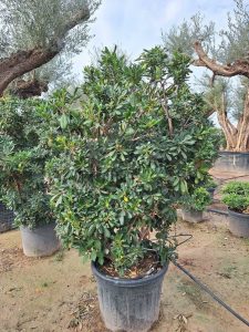 Wawrzynek australijski - Pittosporum tobira - Wielopniowy - 160 cm