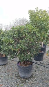 Wawrzynek australijski - Pittosporum tobira - Wielopniowy - 160 cm