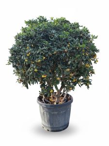 Wawrzynek australijski - Pittosporum tobira - Wielopniowy - 160 cm