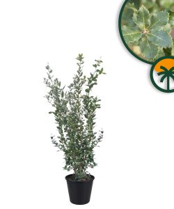 Dąb ostrolistny - Quercus ilex - 120 cm