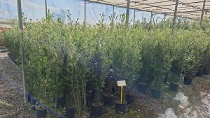 Dąb ostrolistny - Quercus ilex - 120 cm