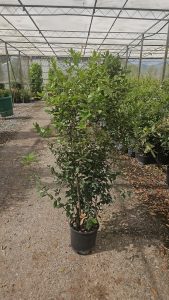 Dąb ostrolistny - Quercus ilex - 120 cm