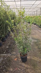 Dąb ostrolistny - Quercus ilex - 120 cm
