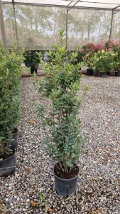 Dąb ostrolistny - Quercus ilex - 120 cm