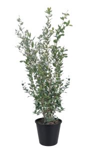 Dąb ostrolistny - Quercus ilex - 120 cm