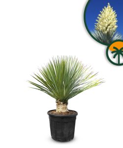 Palma - Yucca rostrata - 100 cm - wysokość pnia 15-20 cm