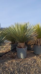Palma - Yucca rostrata - 100 cm - wysokość pnia 15-20 cm