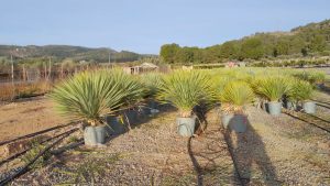 Palma - Yucca rostrata - 100 cm - wysokość pnia 15-20 cm