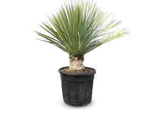 Palma - Yucca rostrata - 100 cm - wysokość pnia 15-20 cm