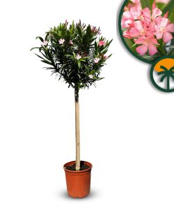 Różowy Oleander na pniu - 140-160 cm