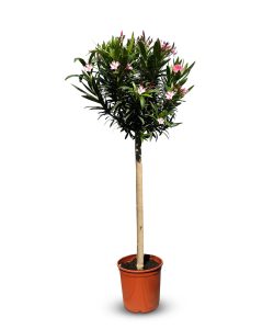 Różowy Oleander na pniu - 140-160 cm