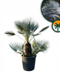 Palma - Chamaerops humilis Cerifera wielopniowy - 140-160 cm