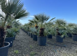 Palma - Chamaerops humilis Cerifera wielopniowy - 140-160 cm