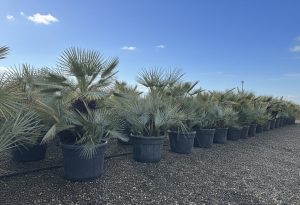Palma - Chamaerops humilis Cerifera wielopniowy - 140-160 cm