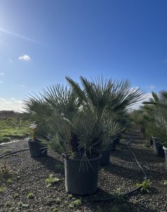 Palma - Chamaerops humilis Cerifera wielopniowy - 140-160 cm