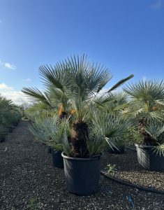 Palma - Chamaerops humilis Cerifera wielopniowy - 140-160 cm