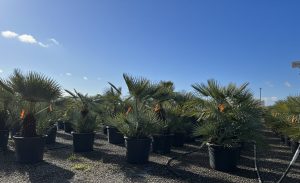 Palma - Chamaerops humilis Cerifera wielopniowy - 140-160 cm