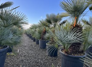 Palma - Chamaerops humilis Cerifera wielopniowy - 140-160 cm