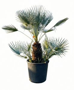 Palma - Chamaerops humilis Cerifera wielopniowy - 140-160 cm