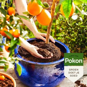 Pokon Bio Ziemia do doniczek roślin śródziemnomorskich - 30L
