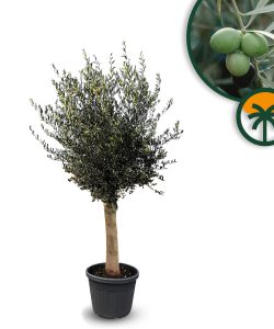 Drzewo oliwne - Olea europaea - 25 lat - 170 cm