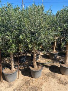 Drzewo oliwne - Olea europaea - 25 lat - 170 cm