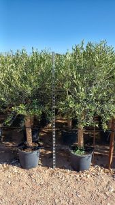 Drzewo oliwne - Olea europaea - 25 lat - 170 cm