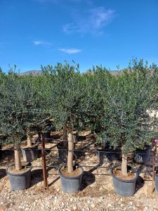 Drzewo oliwne - Olea europaea - 25 lat - 170 cm